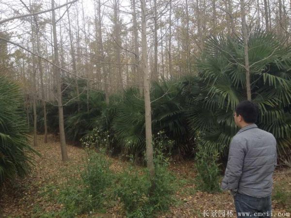 棕樹(shù)圖片棕樹(shù)基地實(shí)拍