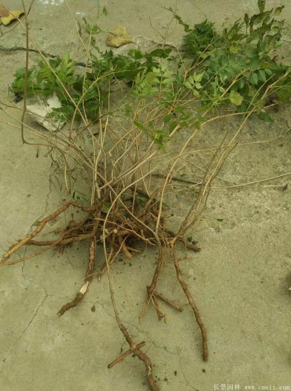 凌霄花苗圖片基地實(shí)拍 凌霄花苗圖片基地實(shí)拍