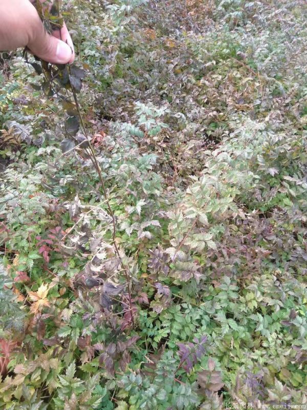 凌霄花苗圖片基地實(shí)拍 凌霄花苗圖片基地實(shí)拍