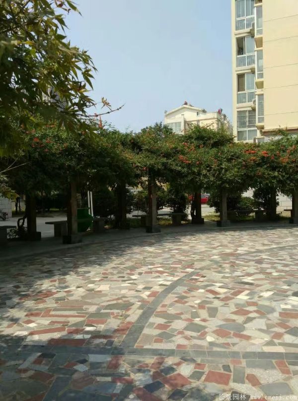 凌霄花苗圖片基地實(shí)拍 凌霄花苗圖片基地實(shí)拍