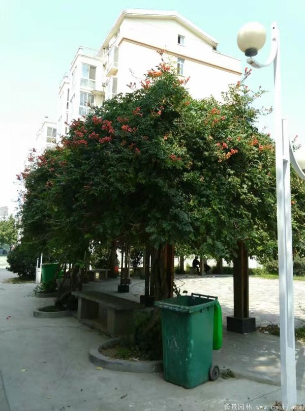 凌霄花苗圖片基地實(shí)拍 凌霄花苗圖片基地實(shí)拍