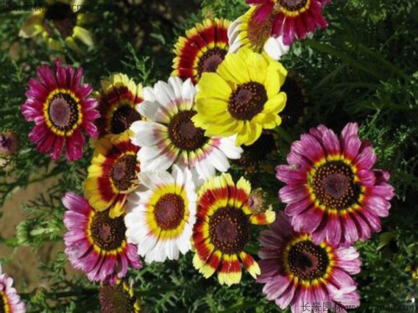 花環(huán)菊種子發(fā)芽出苗圖片 花環(huán)菊種子發(fā)芽出苗圖片