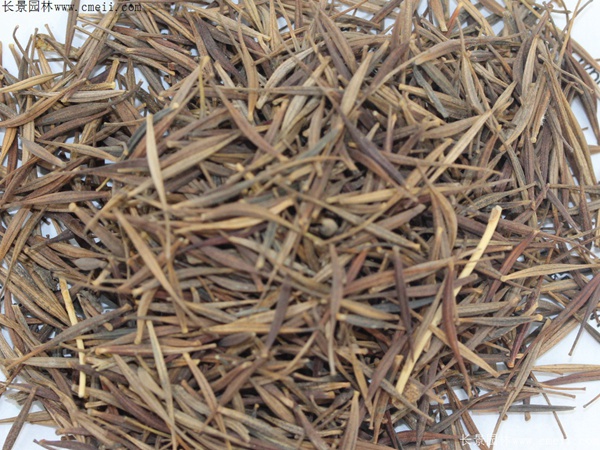 硫華菊種子圖片 硫華菊種子圖片