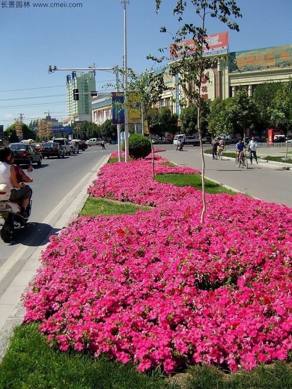 牽?；ǚN子發(fā)芽出苗開花圖片