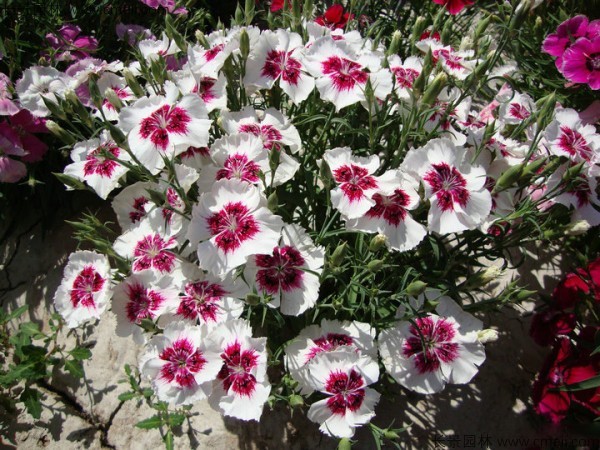 美國石竹種子發(fā)芽出苗開花圖片