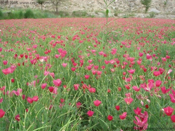 花菱草種子發(fā)芽出苗開(kāi)花圖片