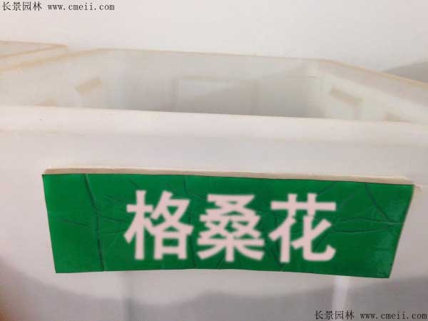 格?；ǚN子圖片