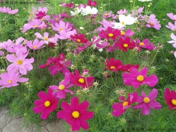 格?；ǚN子發(fā)芽出苗開花圖片