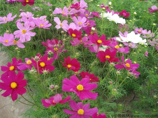 格?；ǚN子發(fā)芽出苗開花圖片