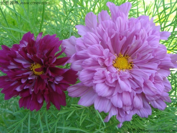 格?；ǚN子發(fā)芽出苗開花圖片