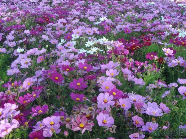 格?；ǚN子發(fā)芽出苗開花圖片