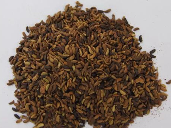 圓葉決明種子 圓葉決明種子